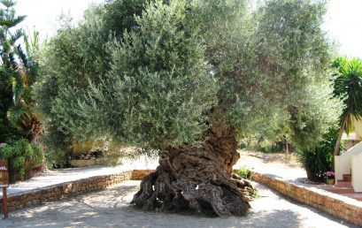 The Significance of the Olive Tree in Palestine