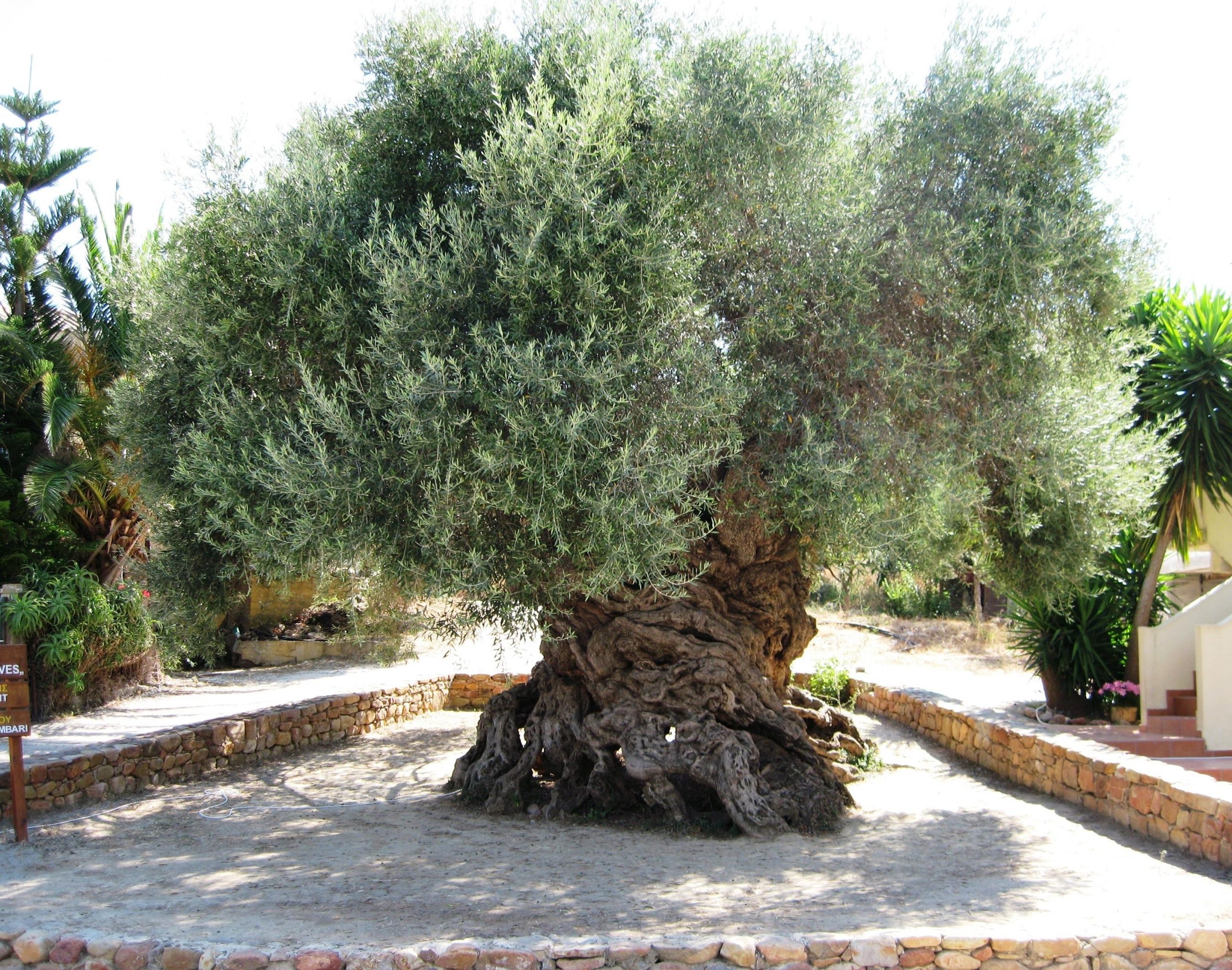 The Significance of the Olive Tree in Palestine